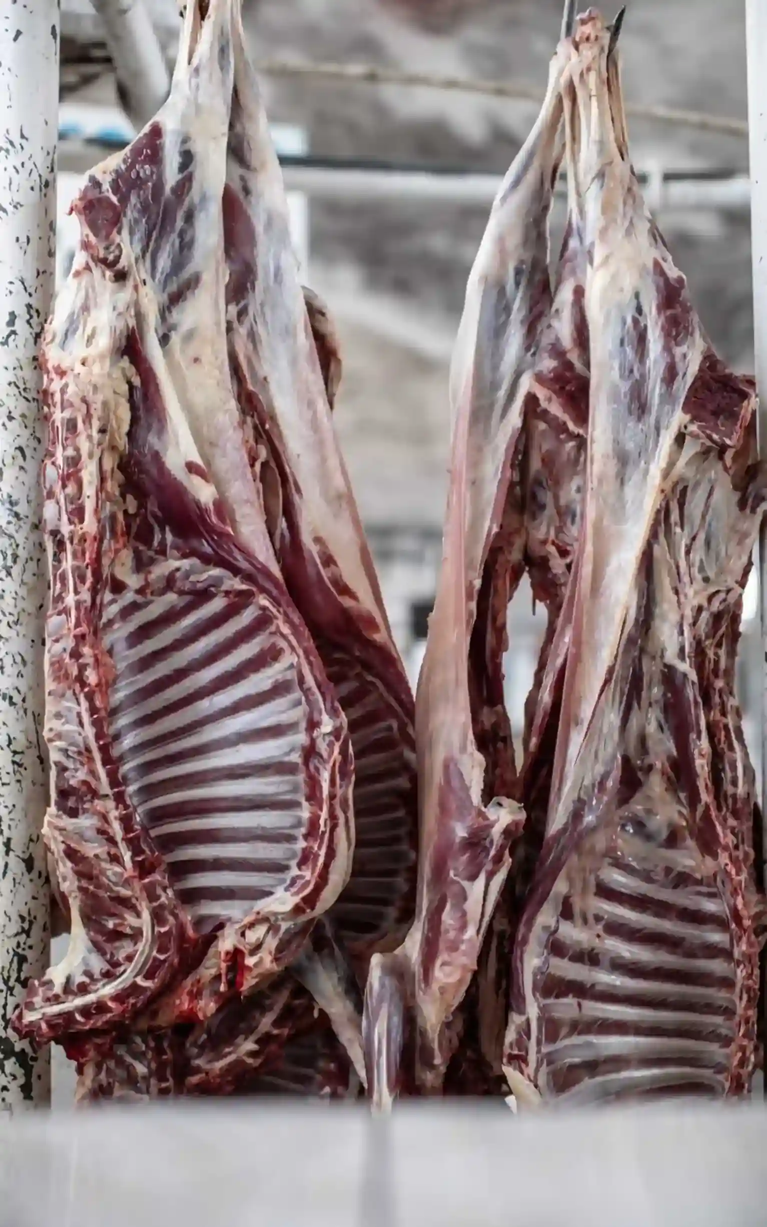 cabrito