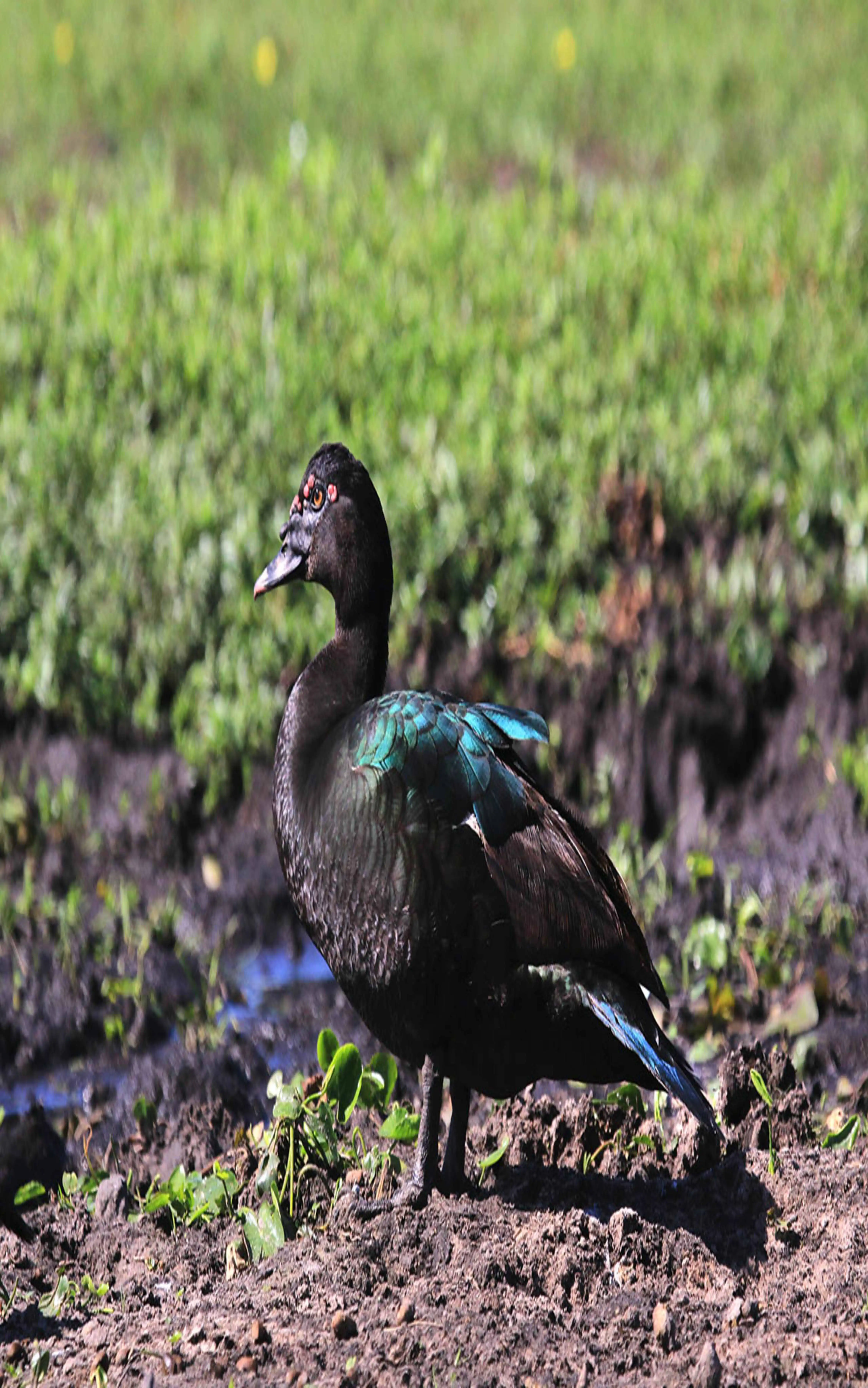 pato moschata